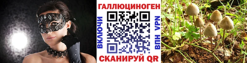 блэк спрут рабочий сайт  Междуреченск  Псилоцибиновые грибы Psilocybine cubensis  магазин   